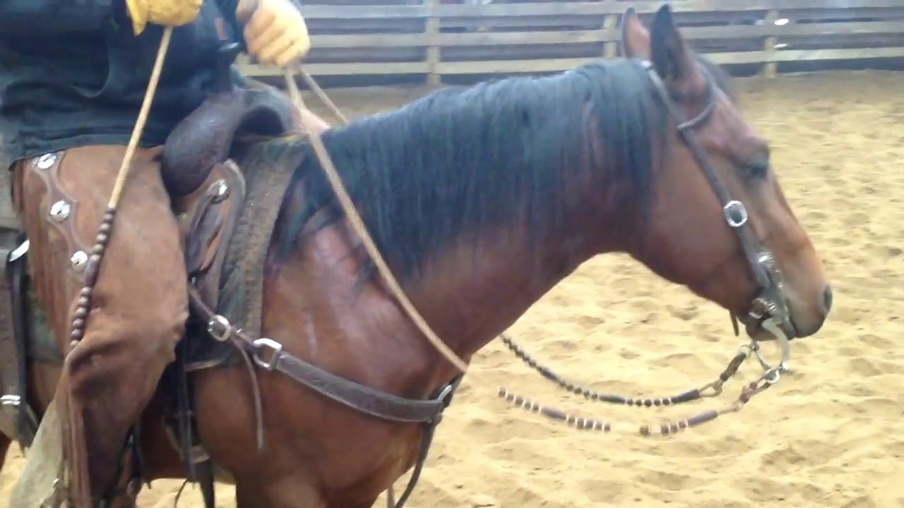 Team LIFELINE Training Tip  Tack ~ Romal Reins
