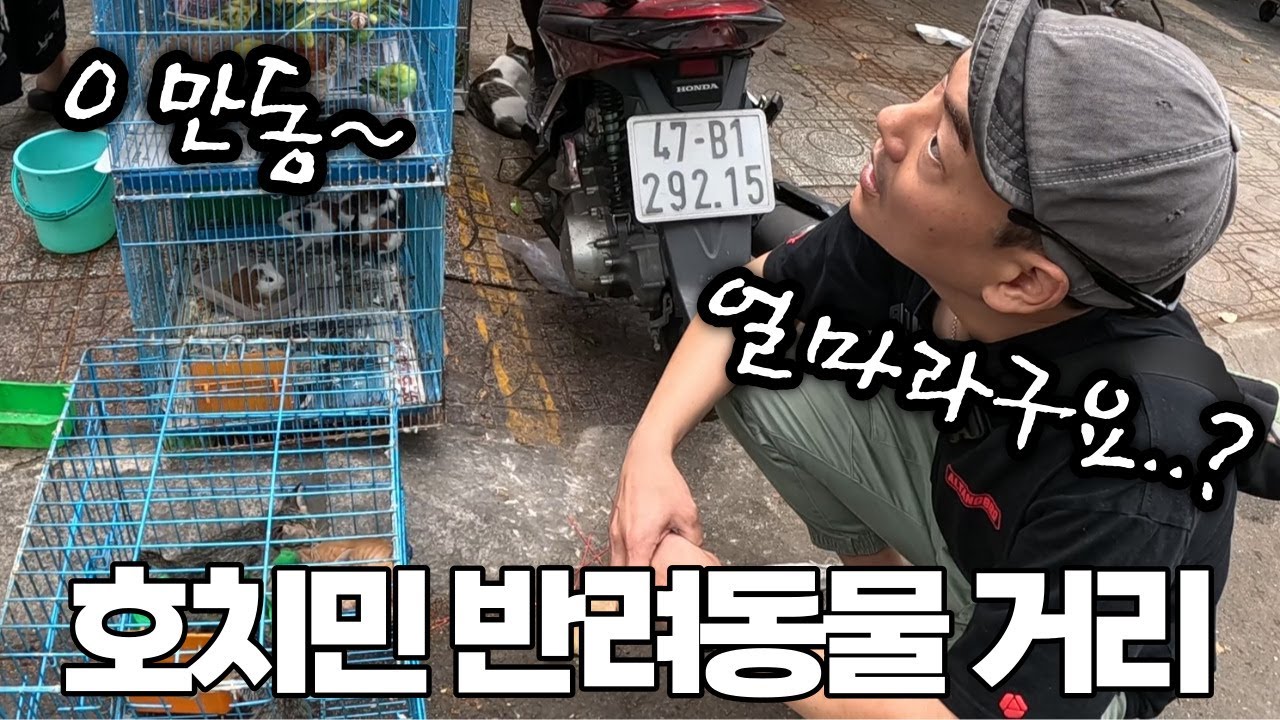 베트남 고양이 가격을 듣고 충격을 먹었습니다..