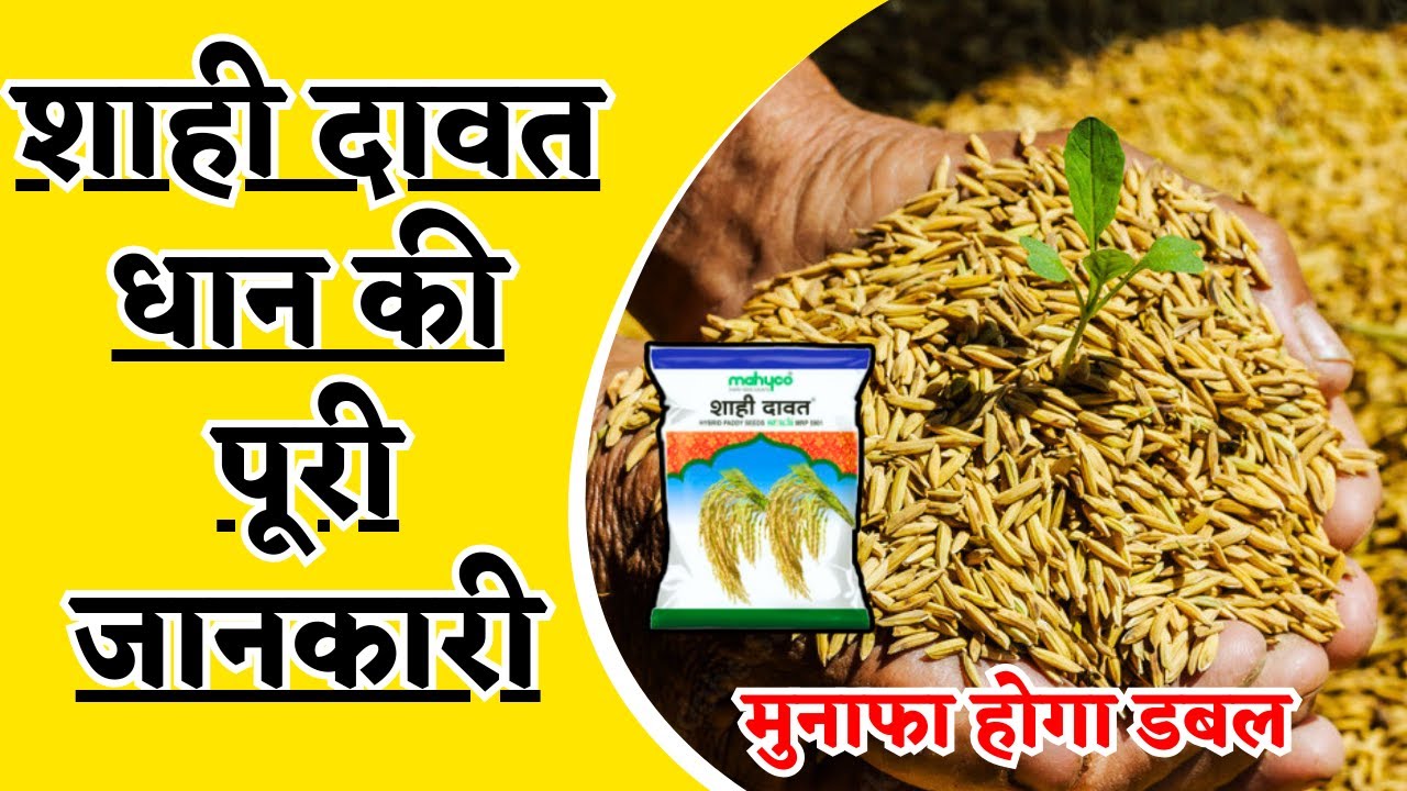 शाही दावत धान की पूरी जानकारी | dhan ki top variety 2025 | बासमती धान की टॉप वैरायटी |#dhan_ki_kheti