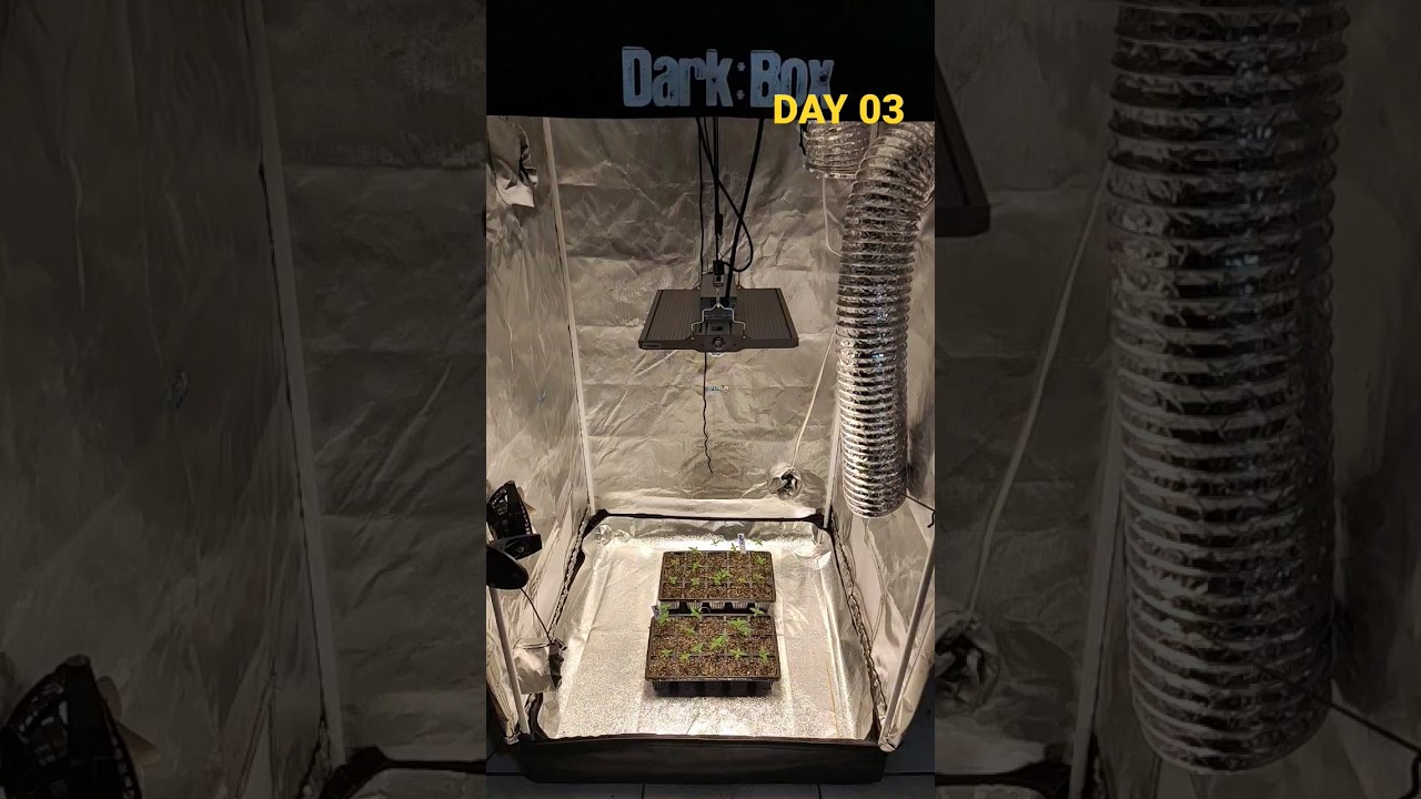 ✅DIA 3⛺GROW 80X80X160💡PAINEL viparspectra XS1500 PRO LED GROW LIGHT🌰seeds GREEN KUSH  foto regular