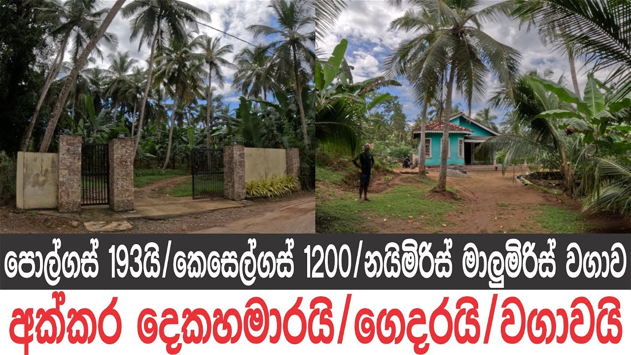 පොල්ගස් 193යි, කෙසෙල්ගස් 1200, අක්කර දෙකහමාරයි, ගෙදරයි