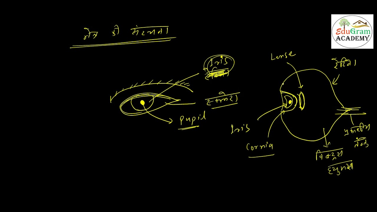 Biology L22 Sense Organ P1 14 Sep
