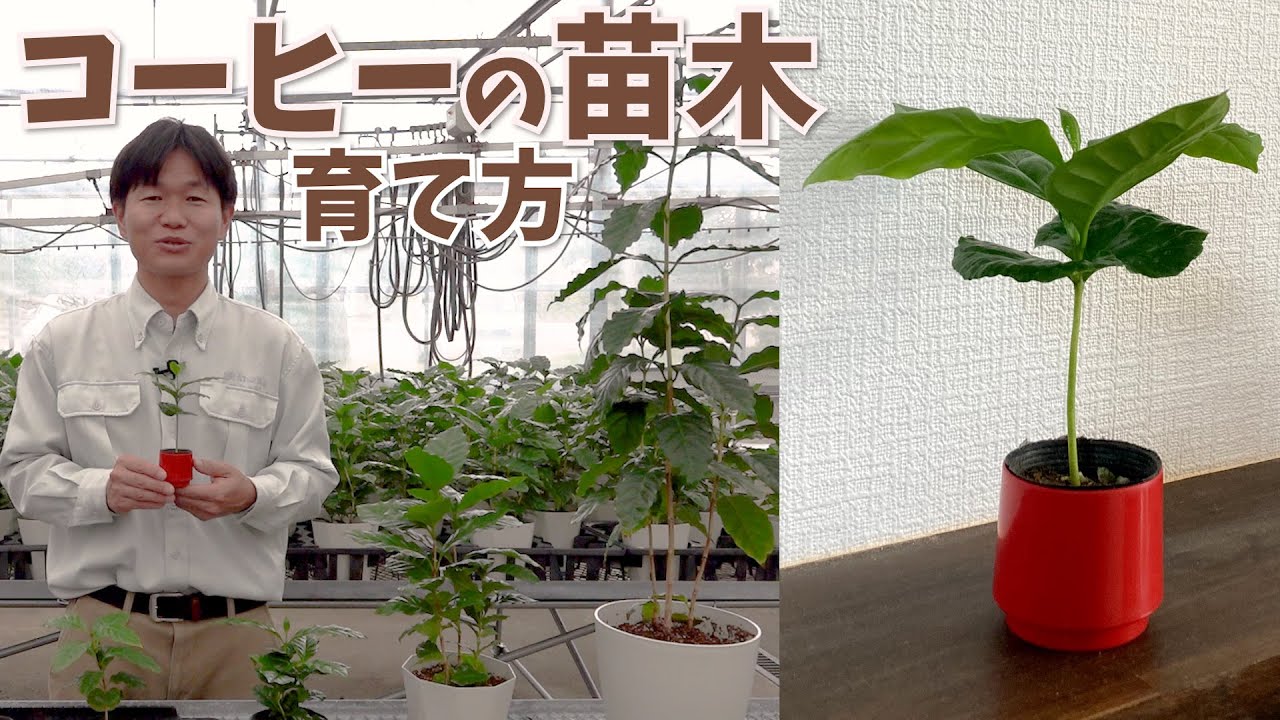 【コーヒーの木】苗木の育て方【赤塚植物園農場だより】