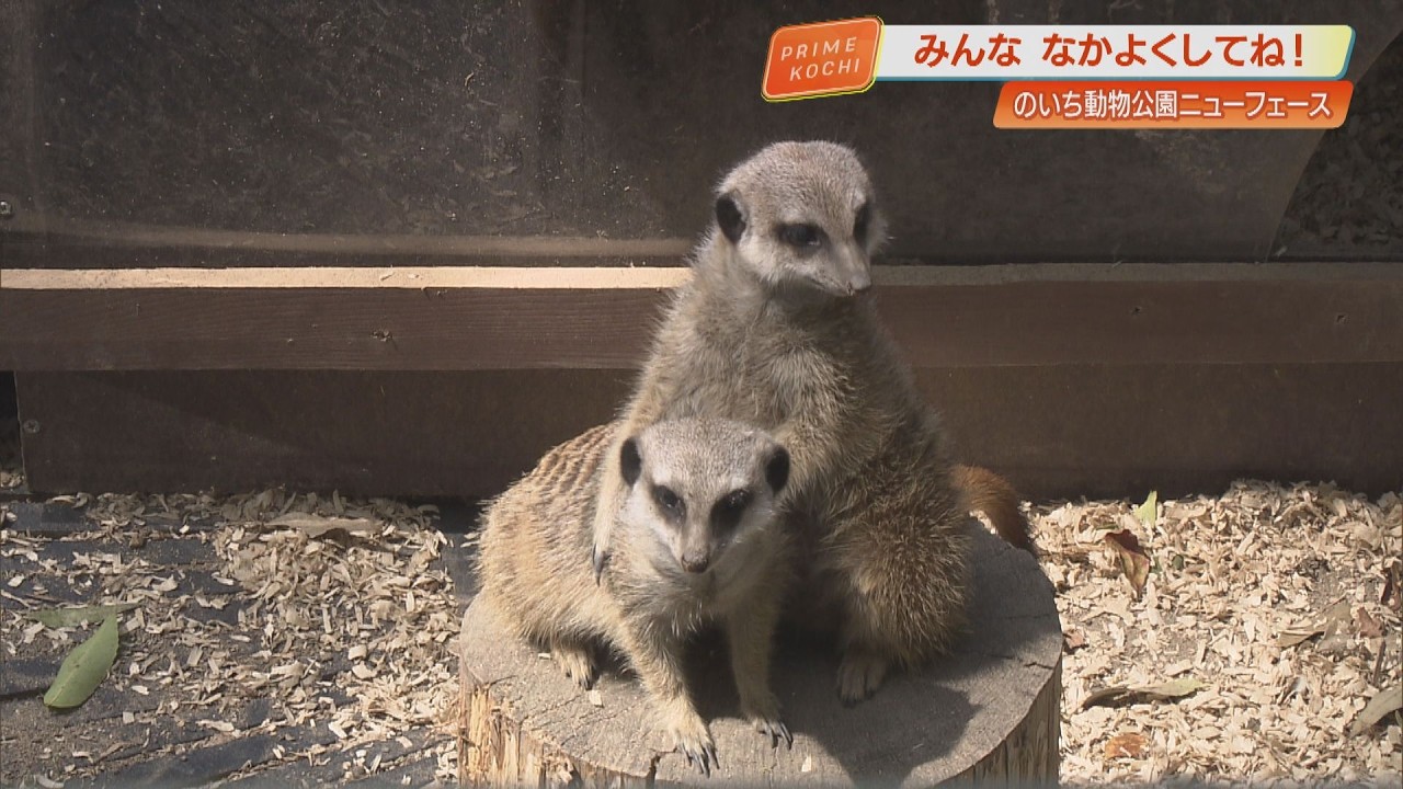 《キリンやナマケモノの赤ちゃん登場》のいち動物公園に新しい仲間が続々【高知・香南市】
