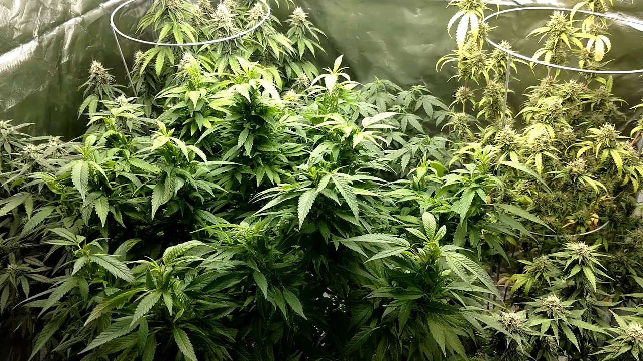 HLG-550 grow