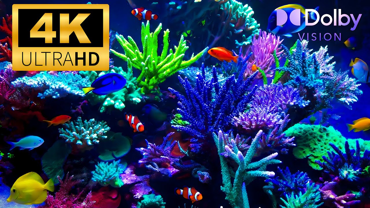 Pure Relaxation Aquarium 4K 🌿 | Colorful Fish & Calm Underwater Scenery