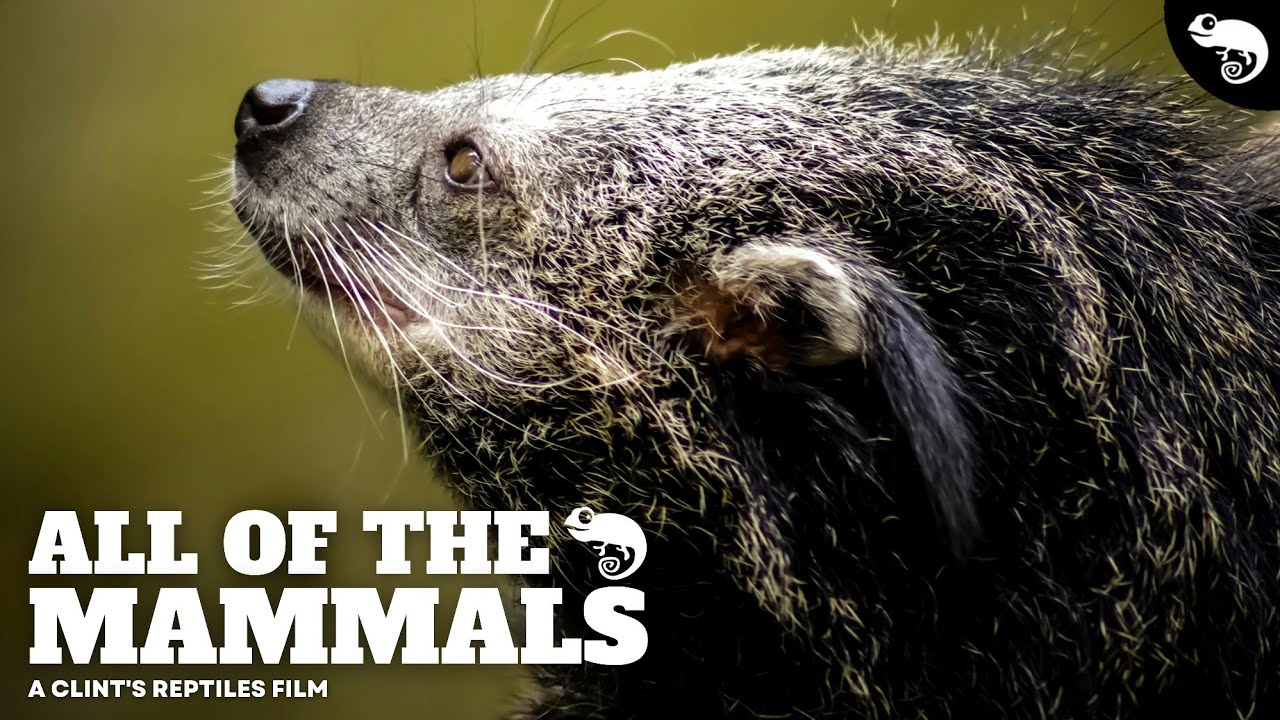 The Most Complete Guide To Mammals Ever Made! Part 2/2