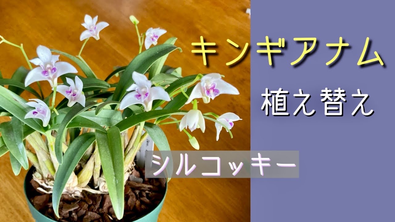 2022年3月19日　デンドロビューム　キンギアナム　【シルコッキー】　３月の植え替え　バーク植え