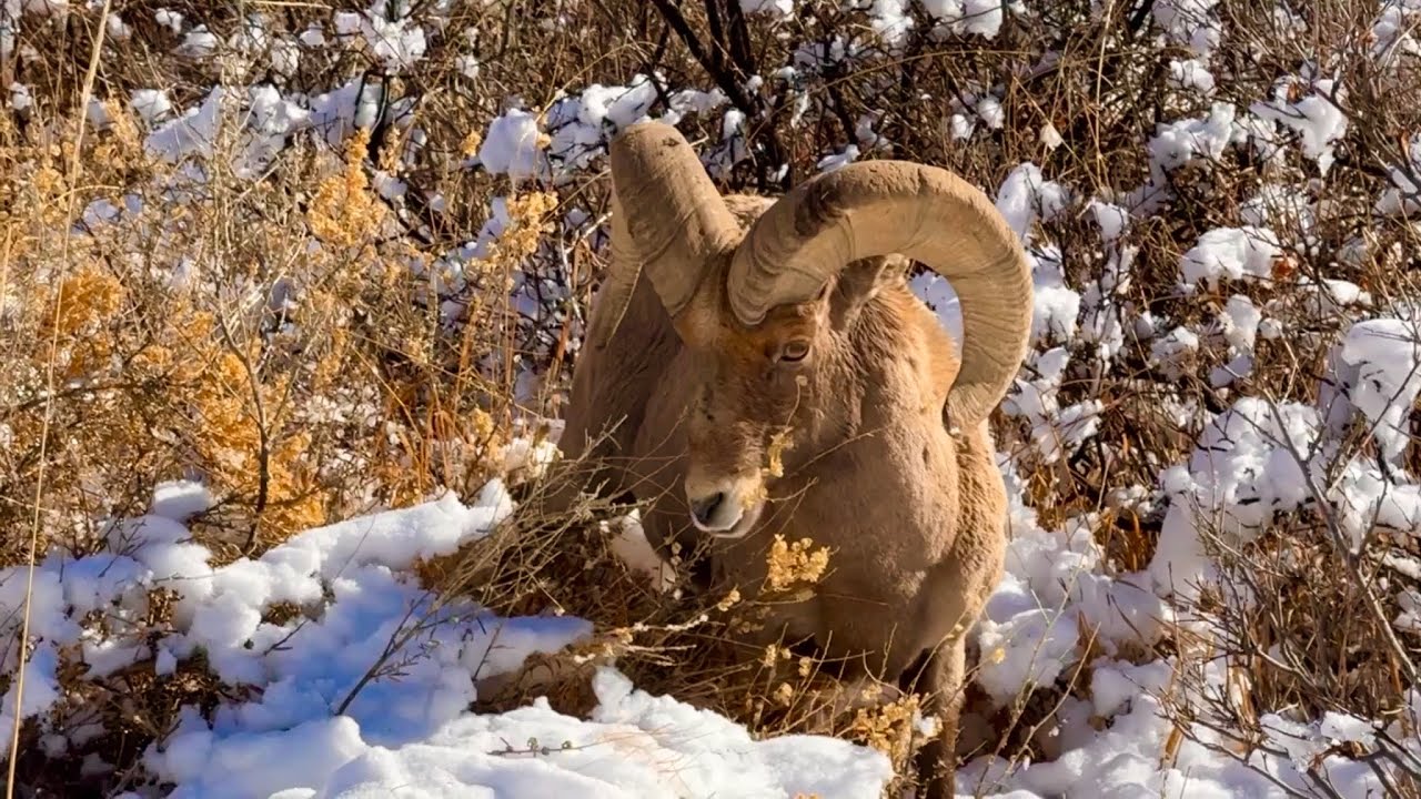 RAM IN GARDEN OF THE GODS | RAM | COLORADO SPRINGS | NATURE | SHEEP | BIGHORN SHEEP | ANIMALS 