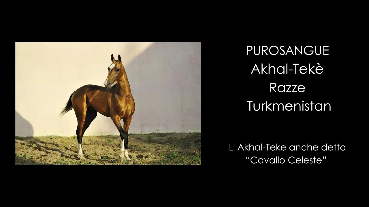 ♘ Cavalli || Akhal Tekè || Razze