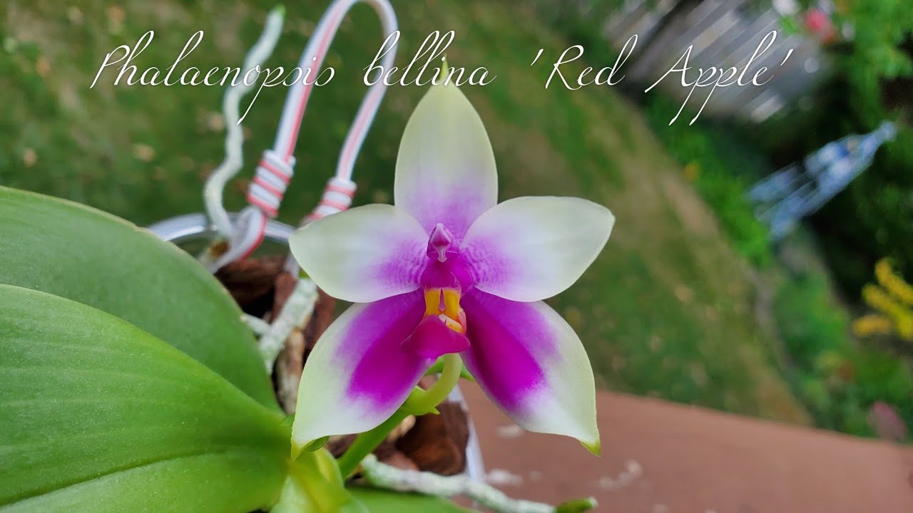 蝴蝶兰贝莉娜“红苹果” Phalaenopsis bellina 'Red Apple'