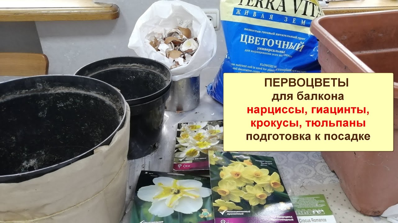 Посадка луковиц осенью (крокус, гиацинт, нарцисс, тюльпаны) для раннего цветения весной на балконе