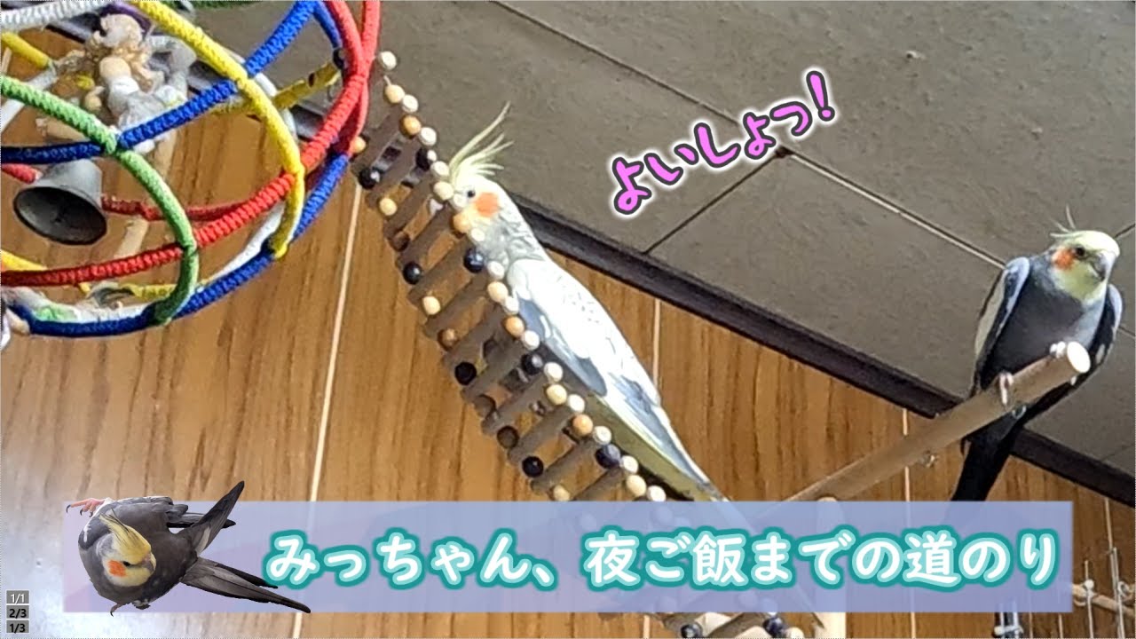 【オカメインコ】みっちゃん、夜ご飯までの道のり