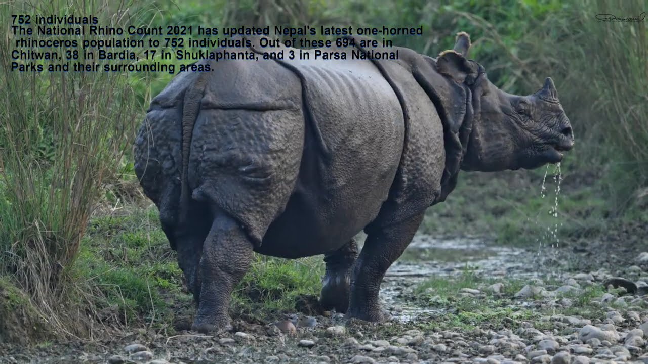 Sauraha Sightseen ! Bird And Wildlife Of Sauraha Chitwan ! Sauraha Ko woripari !   Sauraha Village !