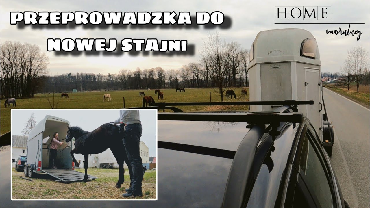 PRZEPROWADZKA DANTE DO NOWEJ STAJNI 🐴 || VLOG 15
