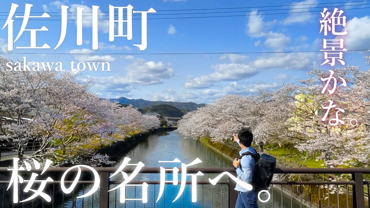 【高知県佐川町】春爛漫！歴史と桜に会いに行こう。｜桜名所・牧野富太郎・公園・雑貨