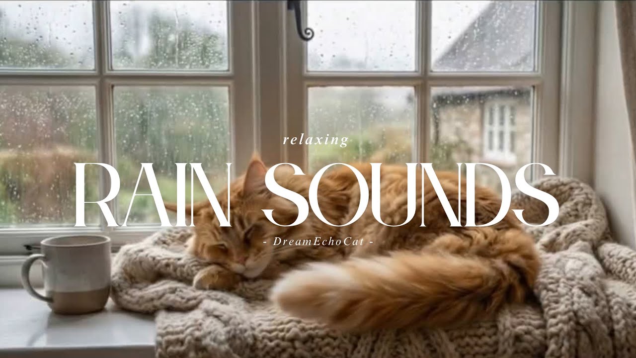 Relaxing Rain Sounds & Sleeping Cat by the Window Peaceful Rainy Afternoon: Cat & Rain Ambience