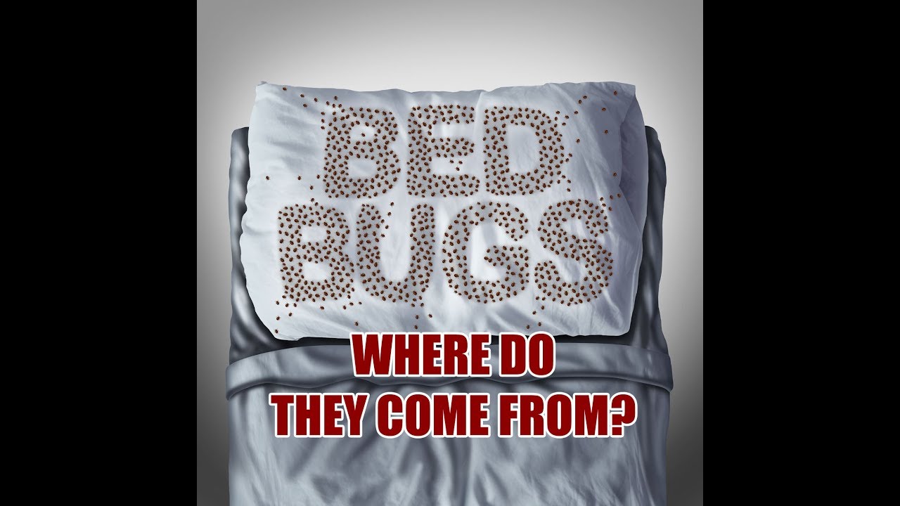 TOP 3 PLACES BEDBUGS COME FROM! Number 3 MIGHT surprise you!