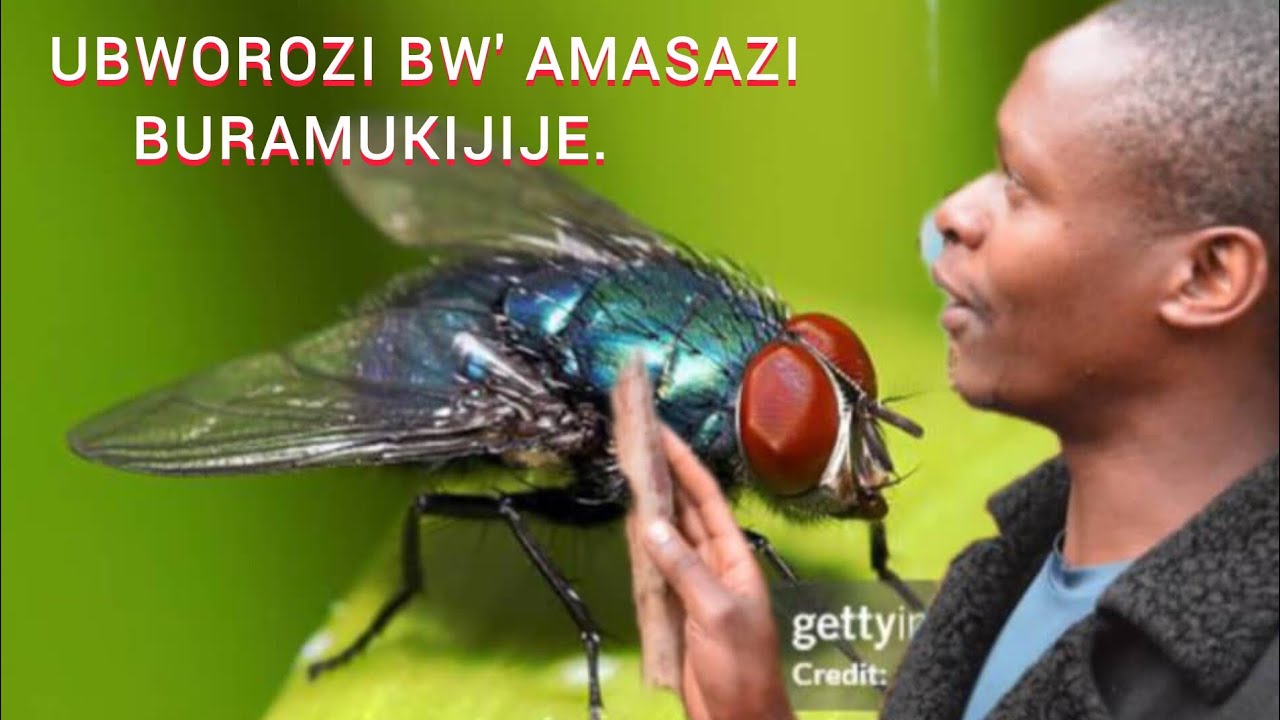 GICUMBI: AKORA UBWOROZI BW' AMASAZI|| KUMUNSI MBONA 20KG BY' AMASAZI