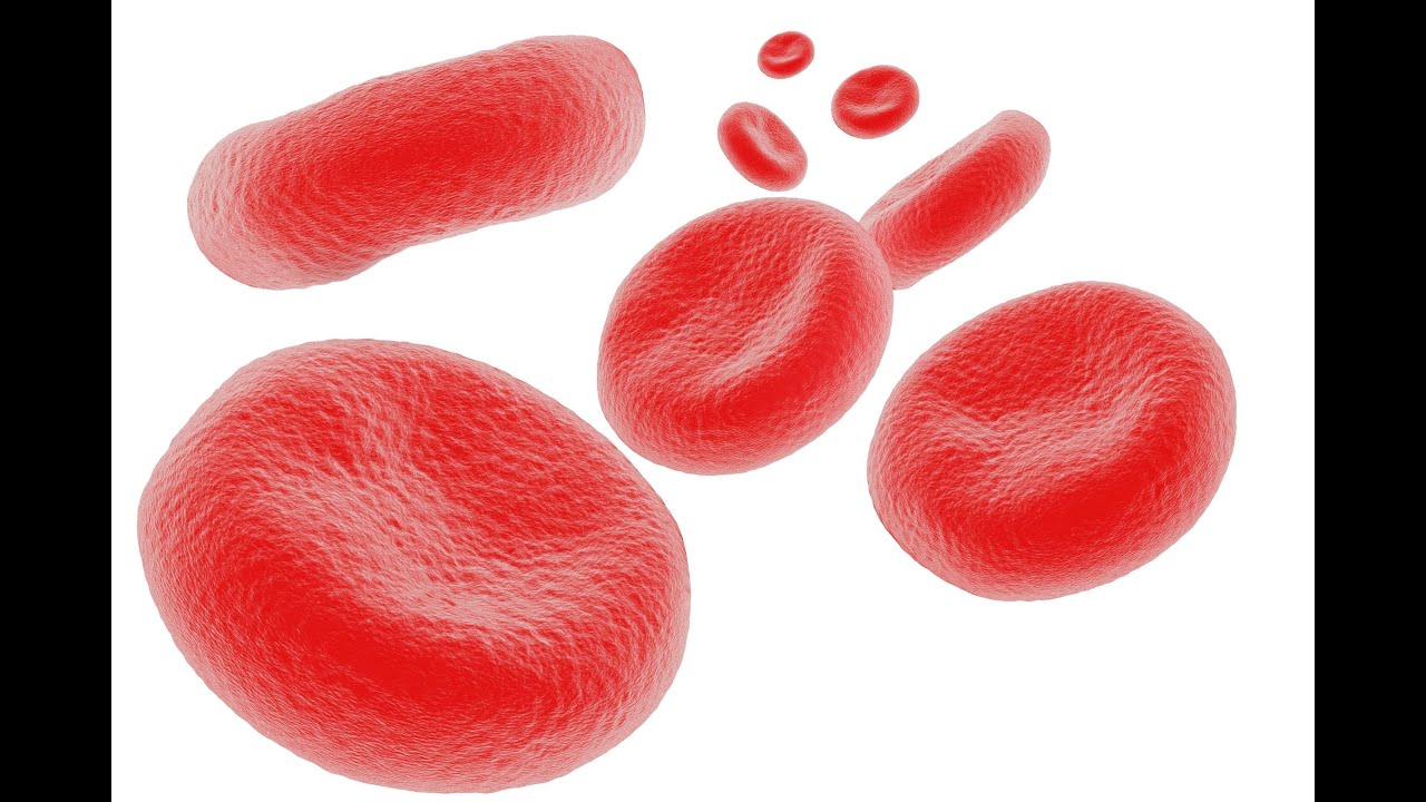 LAS CÉLULAS DE LA SANGRE