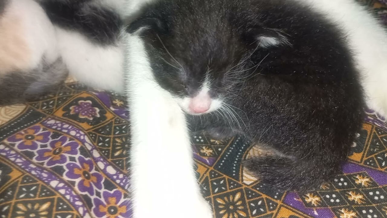 She give milk to them. #Cat #Teamcat