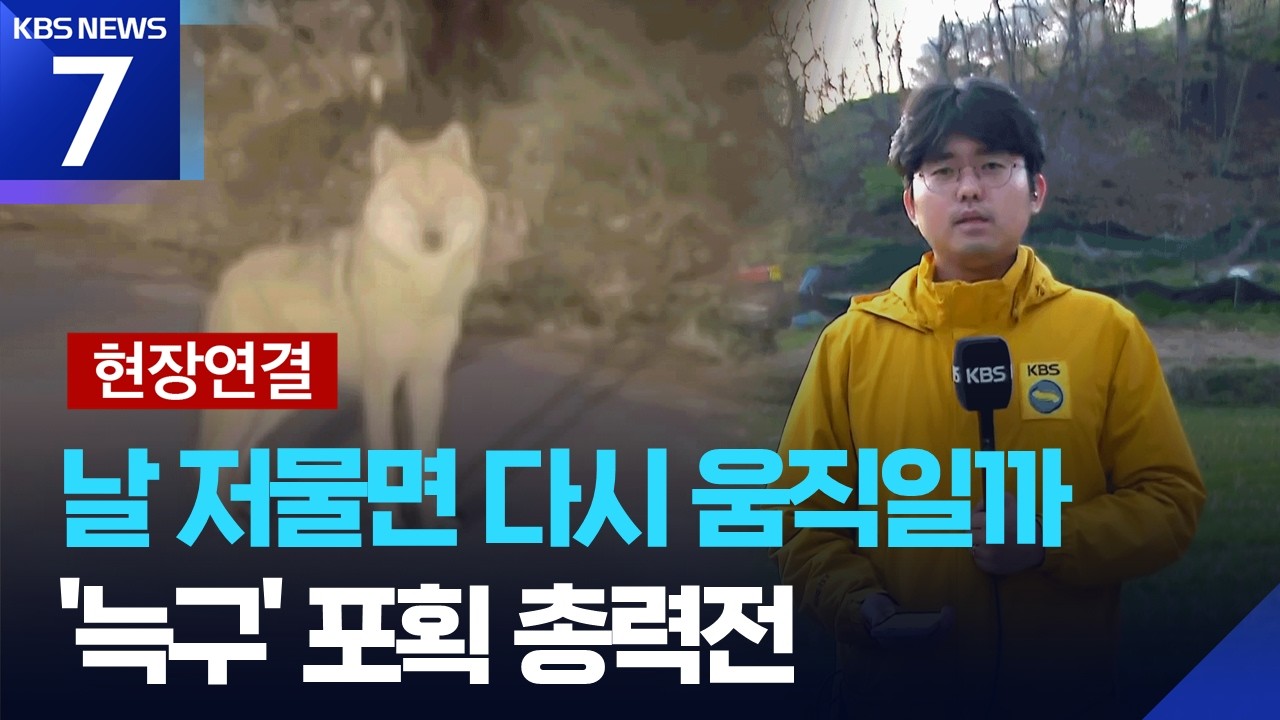 [현장연결] 다시 모습 드러낸 &lsquo;늑구&rsquo;&hellip;한 차례 포획 실패 / KBS  2026.04.14.