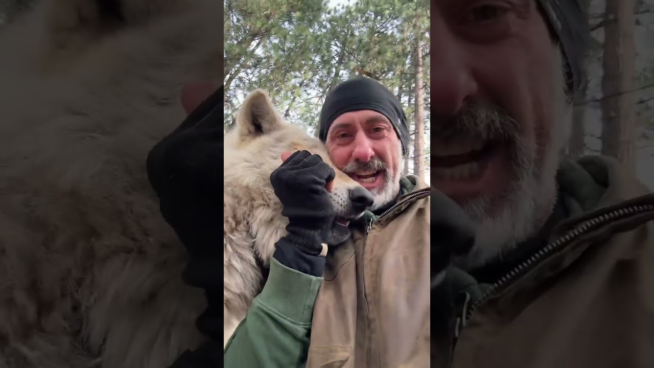 Бывало ли у вас ощущение, что вы похожи на мячик для пинг-понга? Оливер, «парень-волк», и новости...