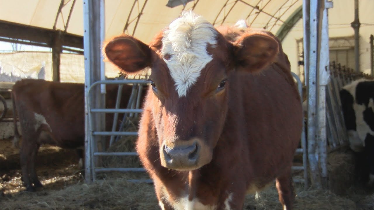 Wisconsin dairy herds down by half in last decade