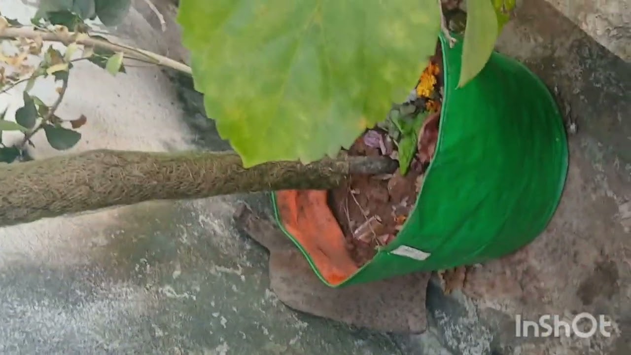 My small garden tour, my happy place🫶🧚