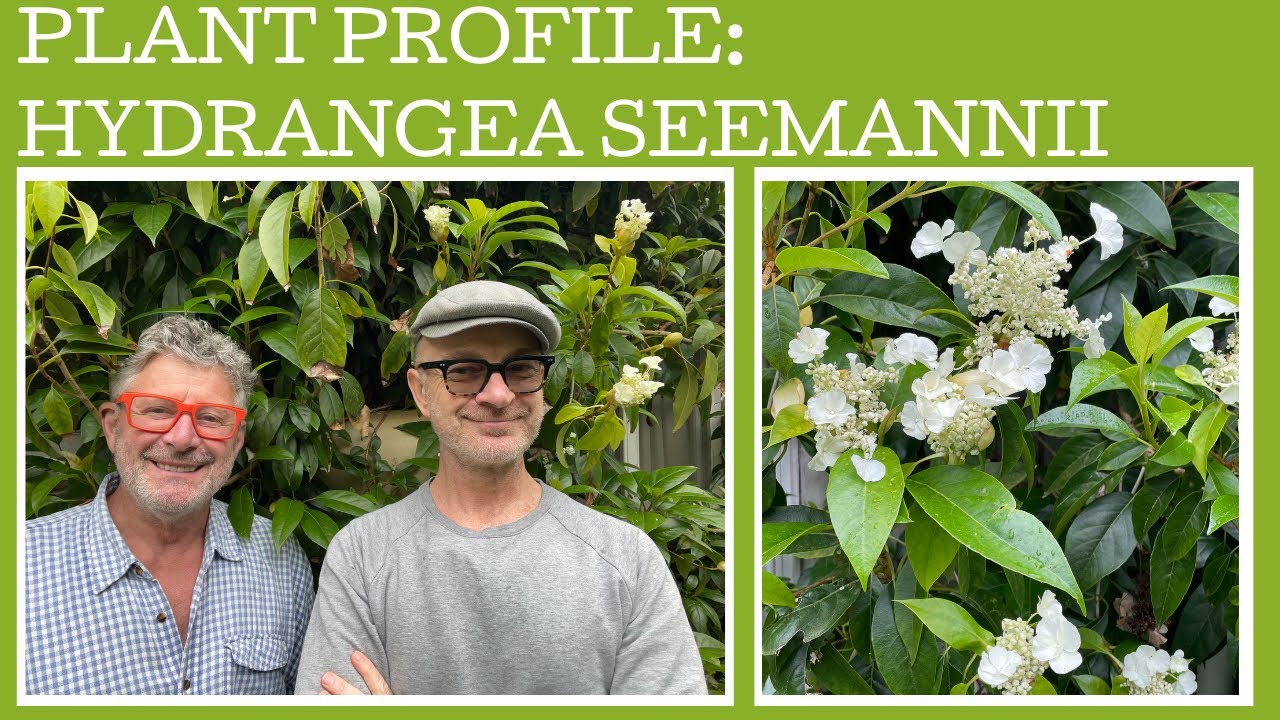 Plant Profile: Hydrangea seemannii - A New Year's Eve look at this fabulous climber!