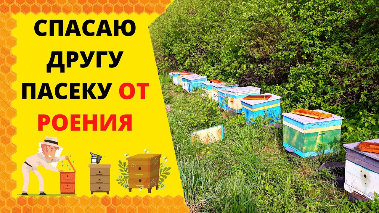 СПАСАЮ ДРУГУ ПАСЕКУ ОТ РОЕНИЯ