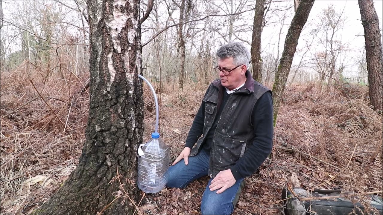 EAU de BOULEAU 2026