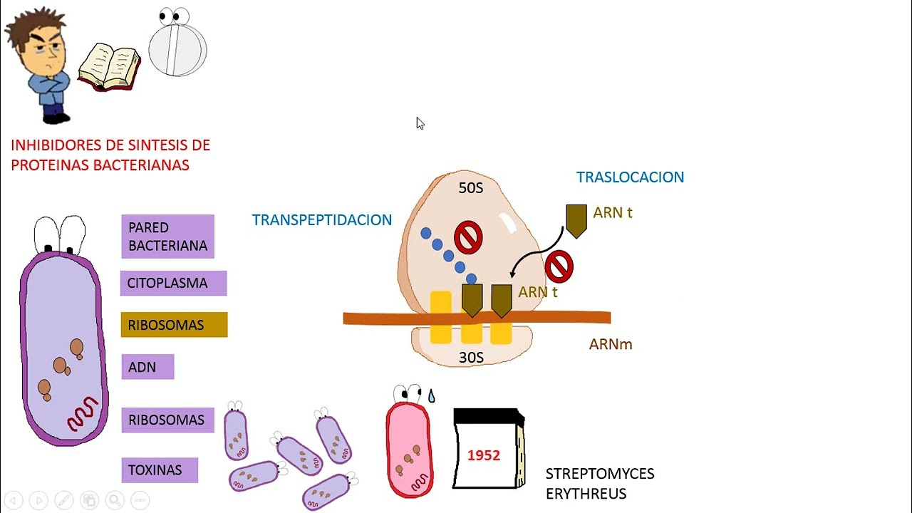 Antibioticos: MACROLIDOS