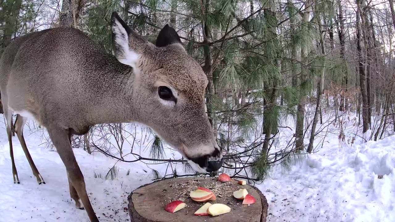 Deer