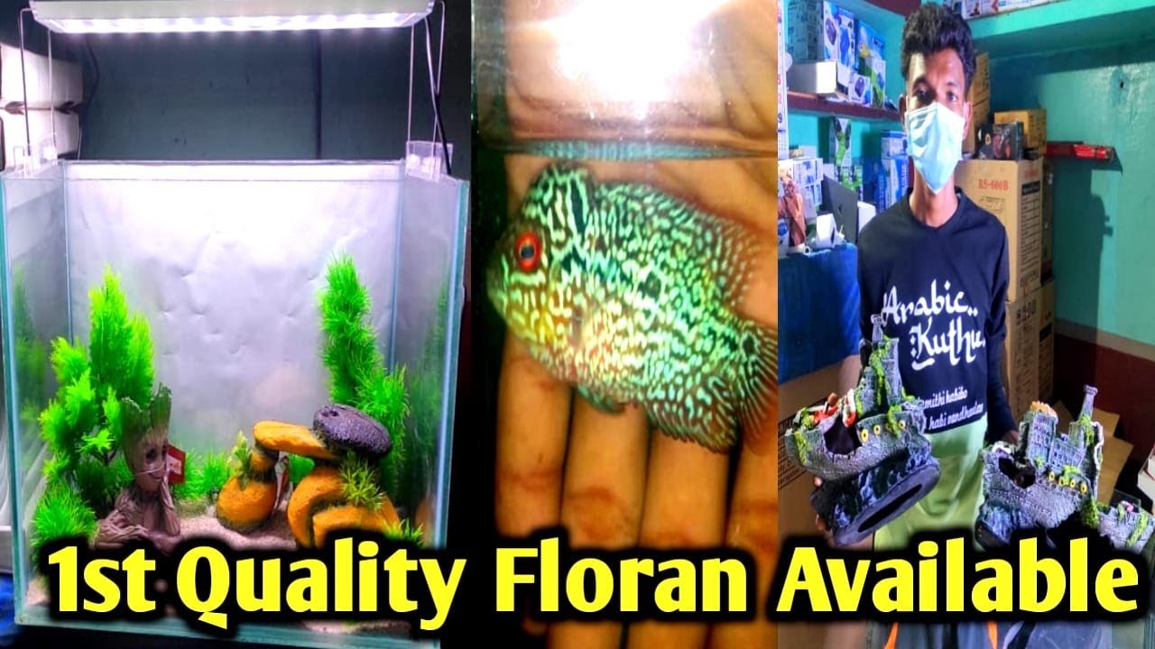 Fish & Fish Tank Accessories|L.S Aquarium|#fishaccessories #fishtank#trichyfishshop#aquarium Part -2
