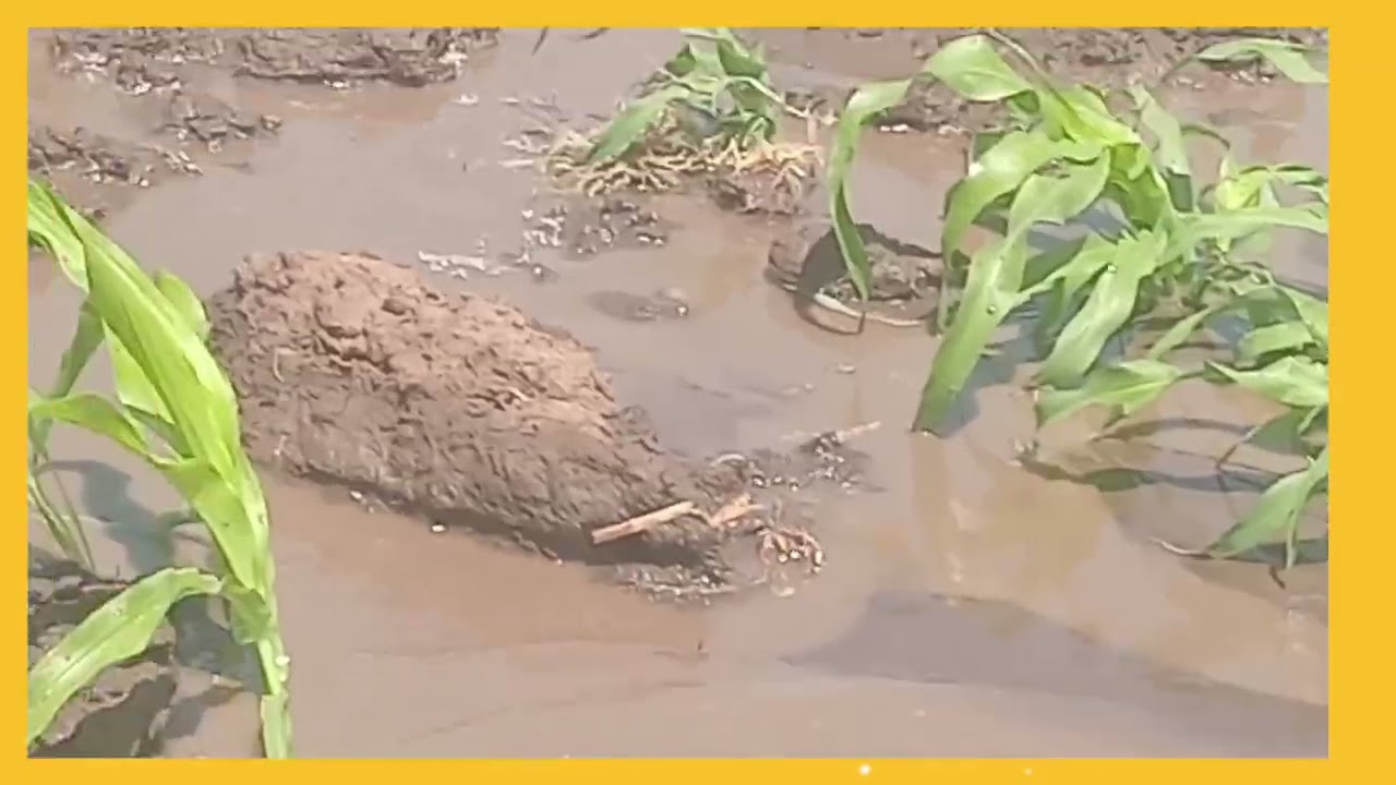 ዉዱ ባለቤቴ ከቤት ከወጣ ሶሰትኛ ቀኑ አይ ኢትዮጵያ  ለሄው ለሽሮና ለበርበሪ ለማሽላ መልፋት መገን የሰው ሀገር ሀገር አይሆንም⁉️🅰️🛑✅