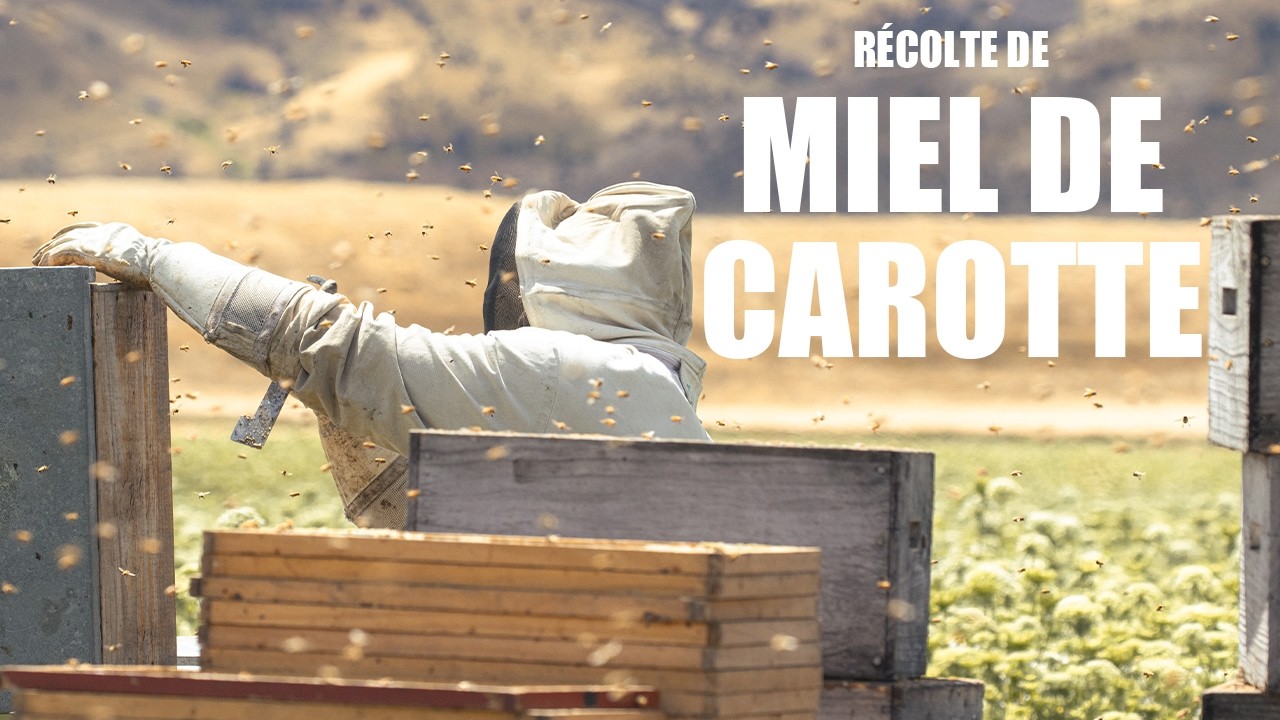 Apiculture : Pose de chasse-abeilles pour le Miel de Carotte