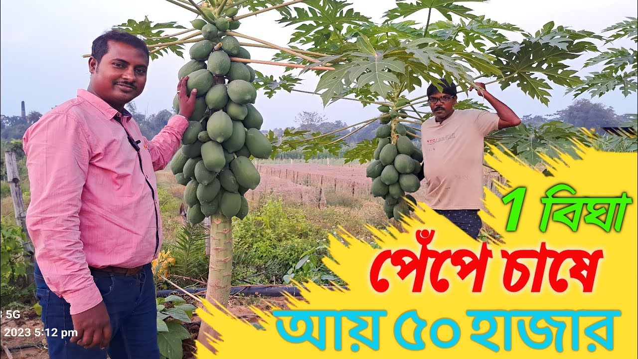 রেড লেডি পেঁপে চাষ: সহজ পদক্ষেপে বড় লাভের সম্ভাবনা।/West Bengal Red lady papita farming/পেঁপে চাষ