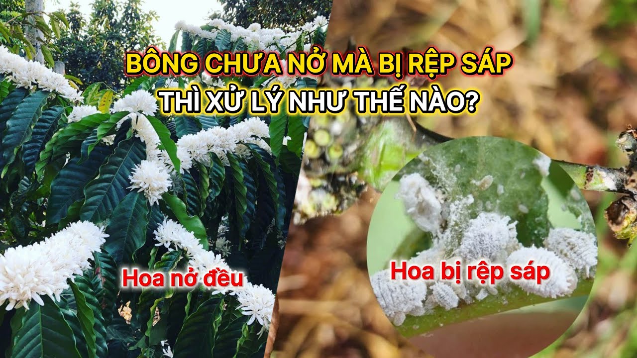 BÔNG CHƯA NỞ BỊ RỆP SÁP – ĐỪNG CHỦ QUAN!