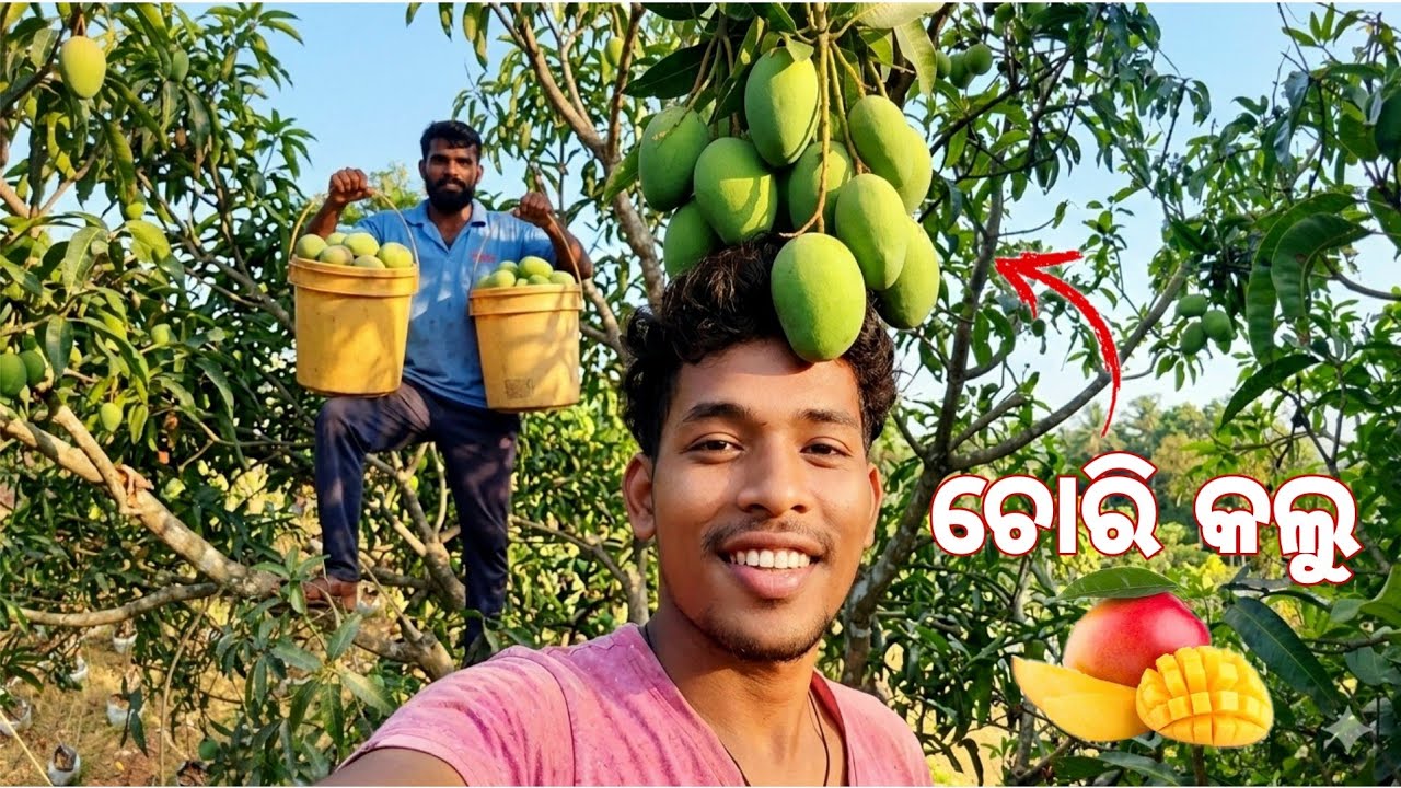 ସାଙ୍ଗମାନଙ୍କ ସହିତ କେରଳର ଖରା ଏବଂ ସତେଜ ଆମ୍ବର ମଜା! 🥭✨ I odia daily vlog #odiavlog 