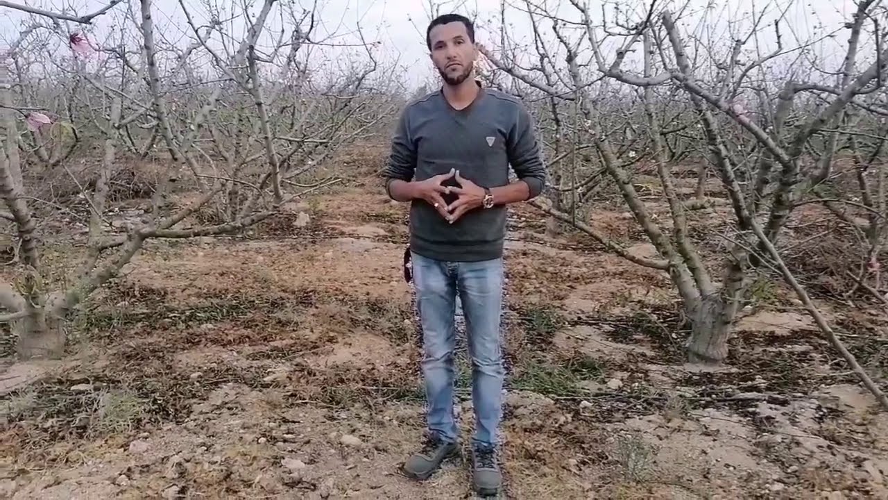التبكير بالدروميكس أم نترات البوتاسيوم في الخوخ أيهما أفضل....تابع الفيديو للآخر