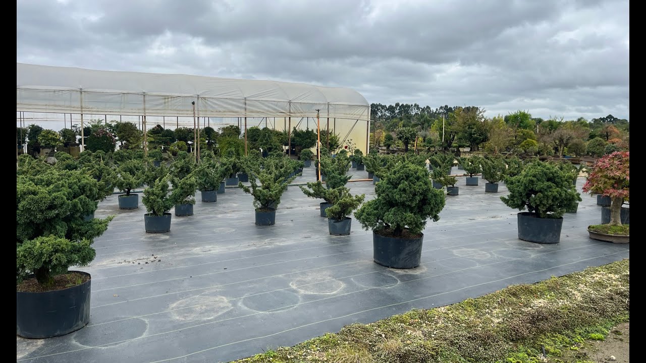 Conociendo Bonsai do campo en Brasil