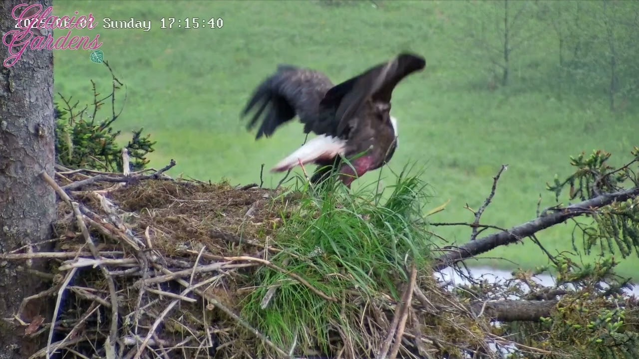6/1/25~Glacier Gardens Eagles~ Injured Eagle Lands On Nest( Believed To Be  Dad)