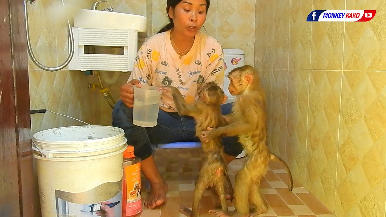 Funny Baby Monkey KAKO & LUNA Taking Bath Together