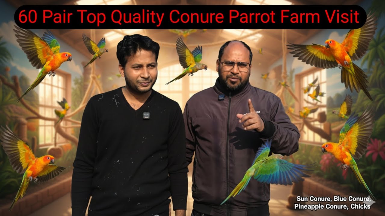 Every Type of Conure Explained & Showcased