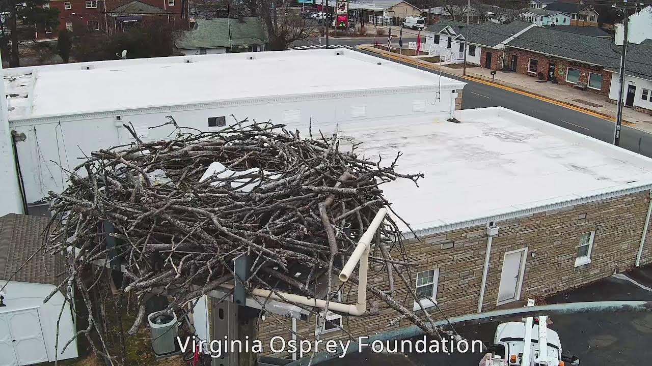 Colonial Beach Colonial Nest Cam