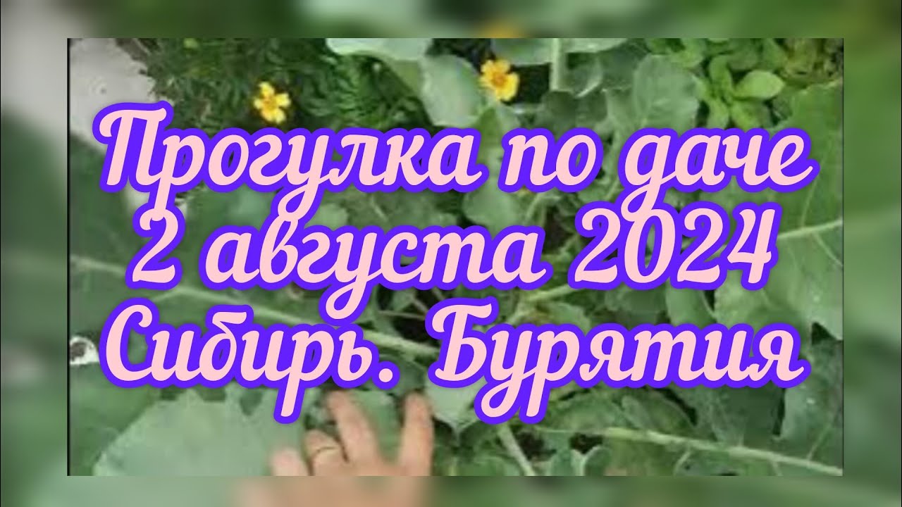 Прогулка по даче. 2 августа 2024