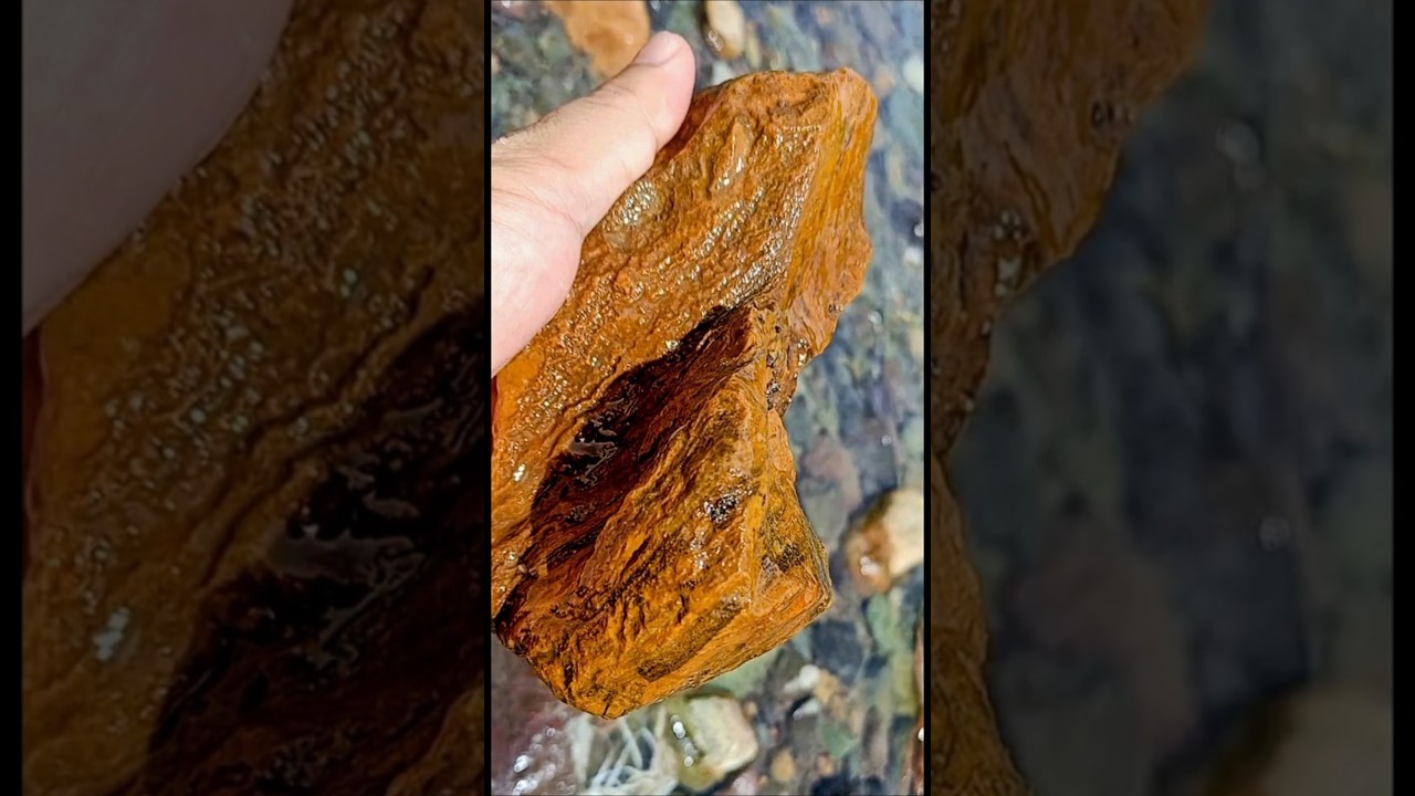 Petrified Wood ? 🤔 🪵 