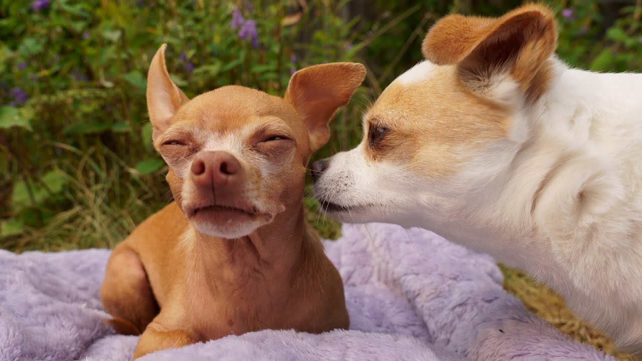 Jealous Chihuahua Dog Wants ALL the Attention but Gets DENIED!