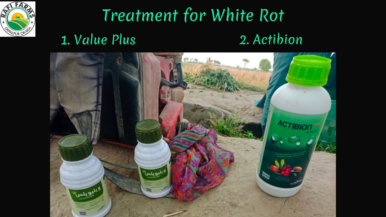 G1 Garlic | Treatment for White Rot| 🧄👩‍🌾 